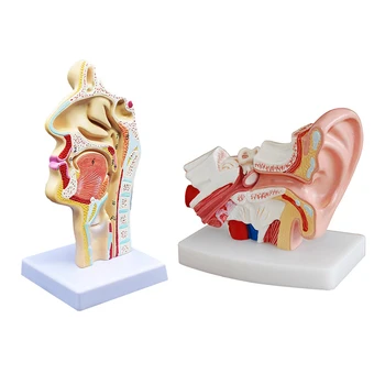  2 шт. Анатомическая анатомическая модель анатомии носовой полости человека для изучения науки в классе дисплейная обучающая модель в 1,5 раза больше человеческого уха